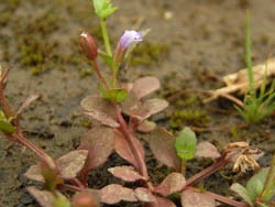 09_0910_urikusa1.jpg