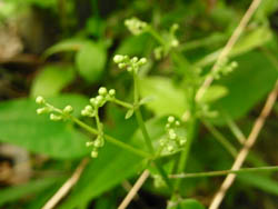 09_0911_akane2.jpg