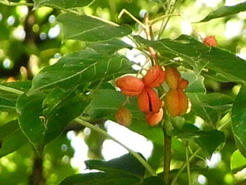 09_0914_gonzui3.jpg