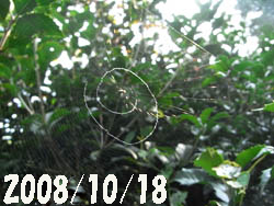 09_0920_uzu_gumo.jpg