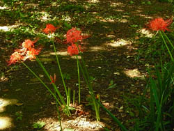 09_0921_higanbana1.jpg