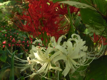09_0921_higanbana4.jpg