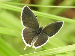 09_0925_tubame_sijimi1.jpg