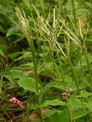 09_0928_kobynagusa2.jpg