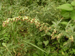 09_0929_yomogi03.jpg