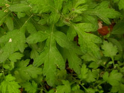 09_0929_yomogi10.jpg