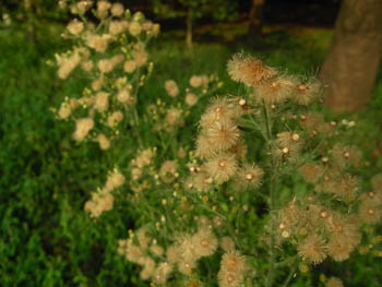 09_0930_h_m_yomogi3.jpg