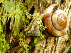 09_1002_snail.jpg