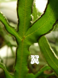 09_1006_inomotoso3.jpg
