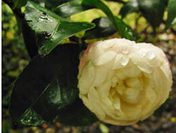 09_1008_sazanka2.jpg