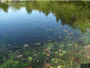 09_1009_pond.jpg