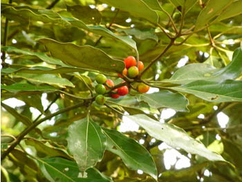 09_1023_sirodamo.jpg