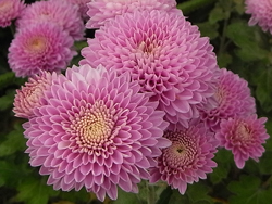 09_1101_kiku7.jpg