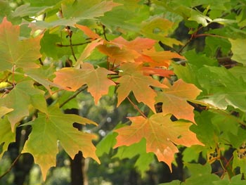 09_1105_sato_kaede1.jpg