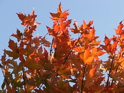 09_1105_sato_kaede2.jpg