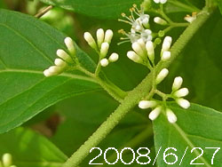 09_1112_sirosikibu1.jpg