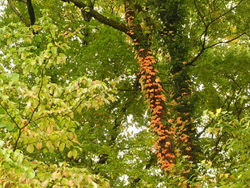 09_1115_natuduta03.jpg