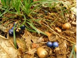 09_1117_janohige.jpg