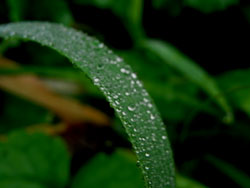 09_1117_morningdew1.jpg