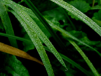 09_1117_morningdew2.jpg