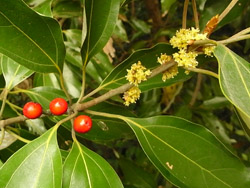 09_1118_sirodamo01.jpg