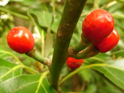 09_1118_sirodamo03.jpg