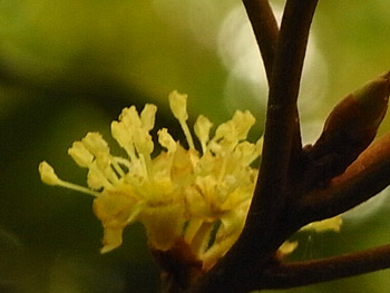 09_1118_sirodamo07.jpg