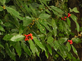 09_1118_sirodamo08.jpg