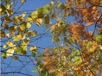 09_1123_metasequoia1.jpg