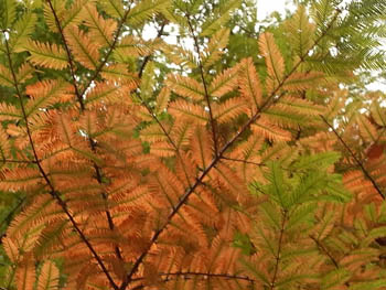 09_1123_metasequoia2.jpg