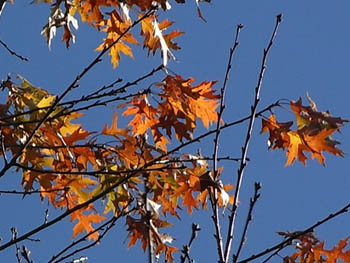 09_1123_pin_oak2.jpg