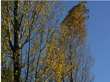 09_1123_poplar.jpg