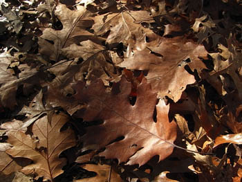 09_1123_red_oak3.jpg