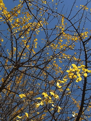 09_1125_icho1.jpg