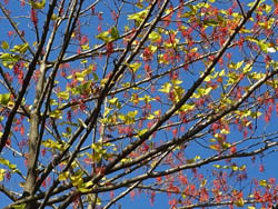 09_1126_iigiri1.jpg