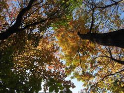 09_1129_autumnleaf01.jpg