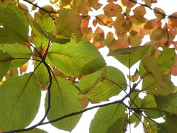 09_1129_autumnleaf03.jpg