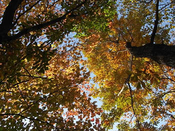 09_1129_autumnleaf05.jpg