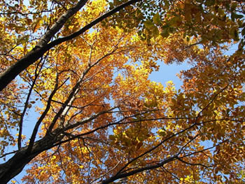 09_1129_autumnleaf06.jpg