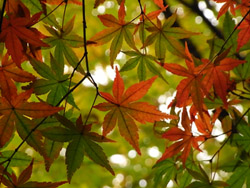 09_1130_iroha_k5.jpg