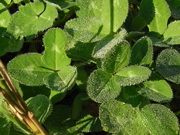 09_1202_clover.jpg