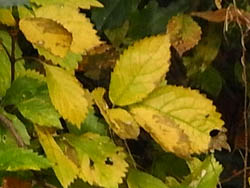 09_1206_koazisai.jpg