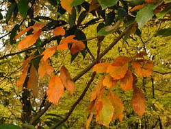 09_1207_konara.jpg