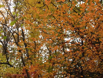 09_1207_zokibayasi3.jpg