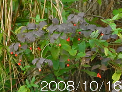 09_1208_o_yozome4.jpg