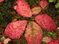 09_1209_komayumi2.jpg