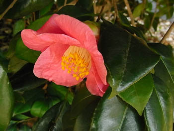 09_1210_tubaki1.jpg
