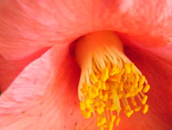 09_1210_tubaki2.jpg
