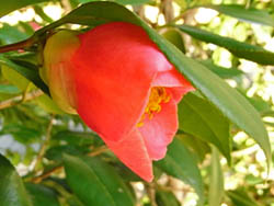 09_1210_tubaki3.jpg