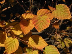 09_1211_hugamizki.jpg